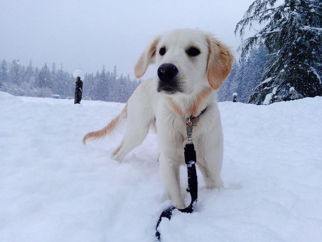 Ari's Winter