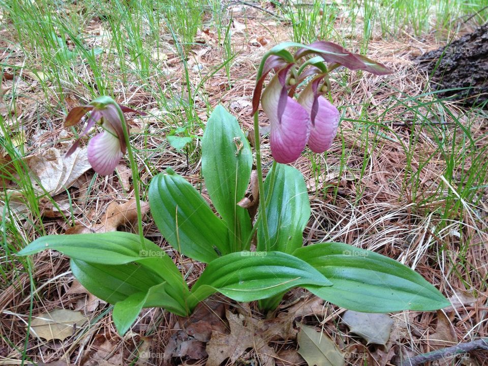 LADYSLIPPERS PINK