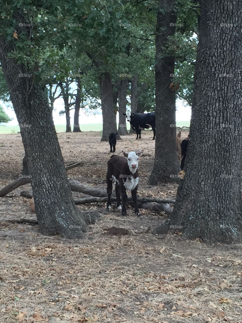 Curious Calf