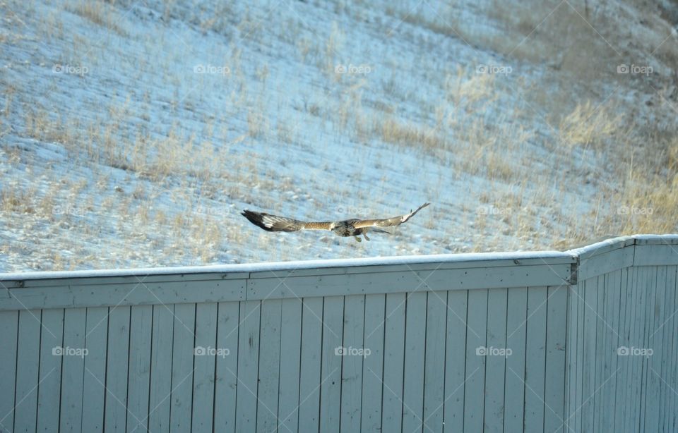 Hawk flying along the fence line 