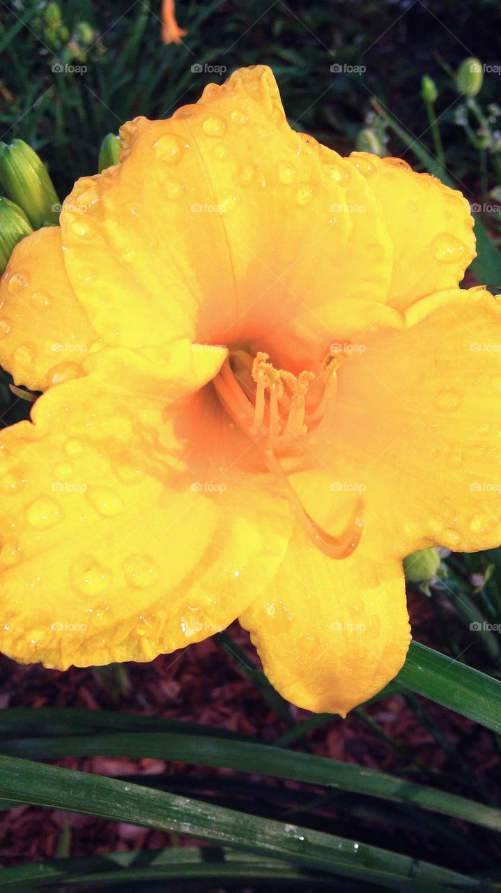 No Person, Nature, Flower, Leaf, Flora