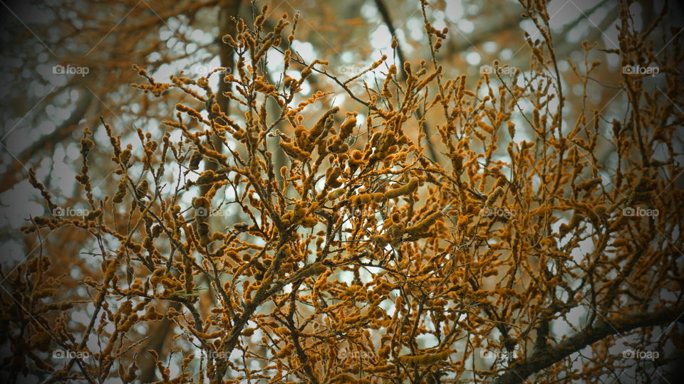 Orange lichen covered branch.