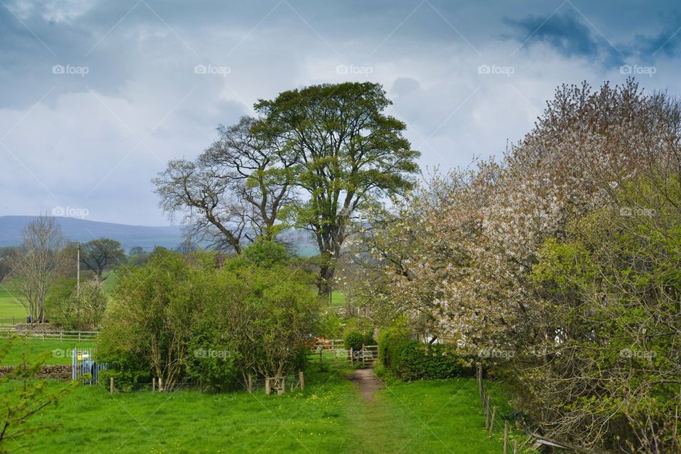 Spring in the Dales