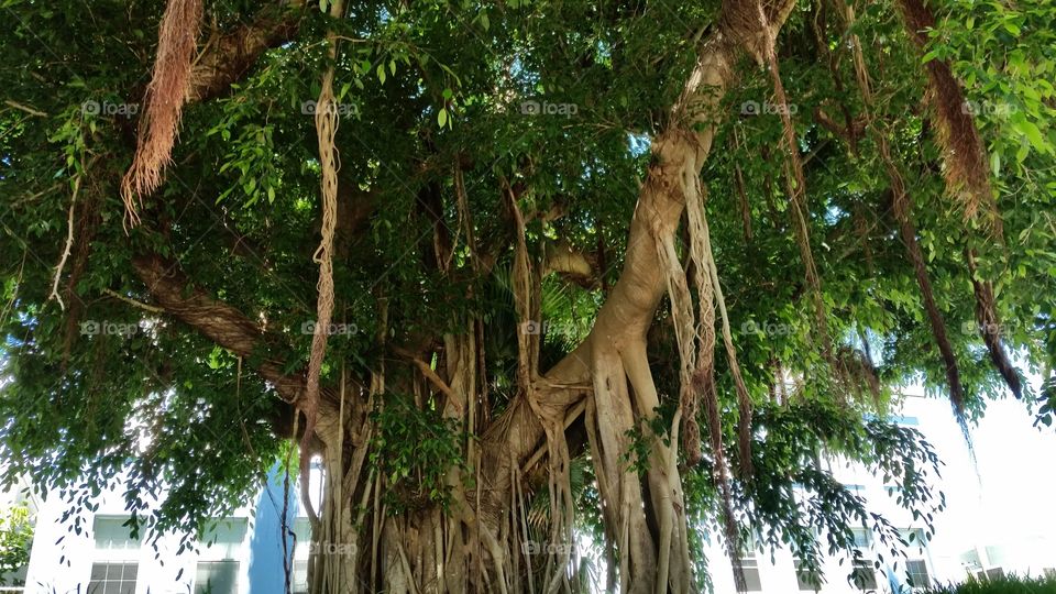 baniyan tree