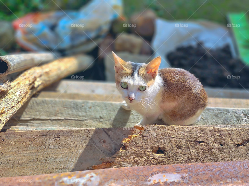 A little kitten looking up at the camera