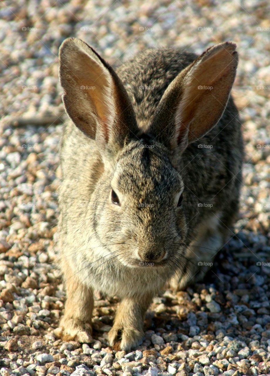 Rabbit in Arizona Desert