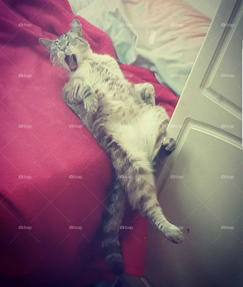 relax a cat