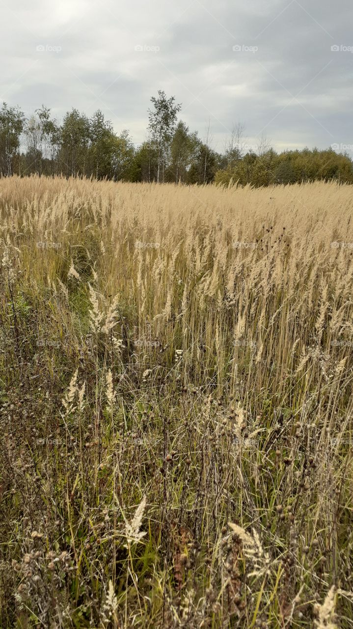 осеннее поле