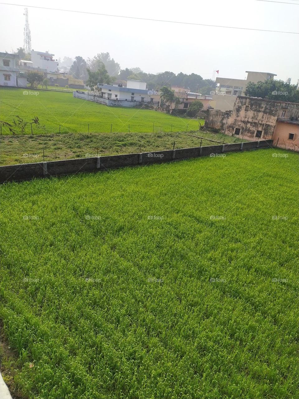 Village amidst the town