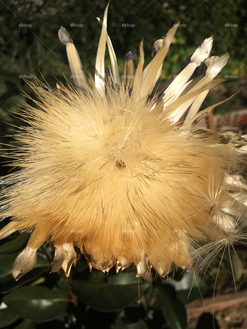 Cola de caballo, planta