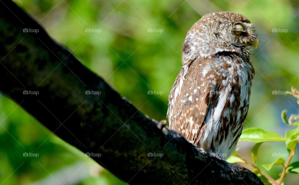 Pearl spotted owl