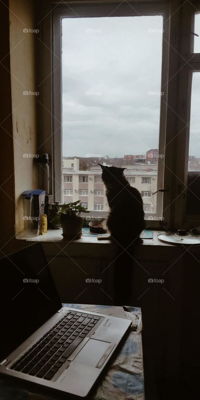 Cat on a window sill