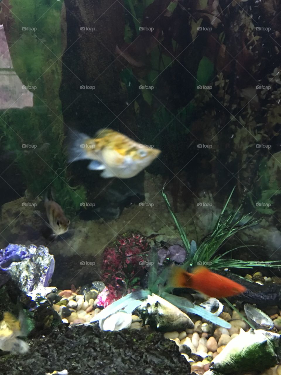 Bubble molly fish