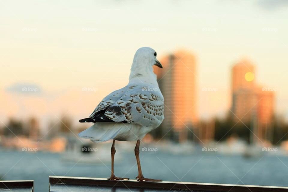 Juvenile Seagull Gold Coast