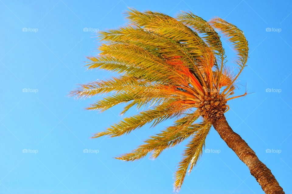 Palm tree swaying by the wind on the beach