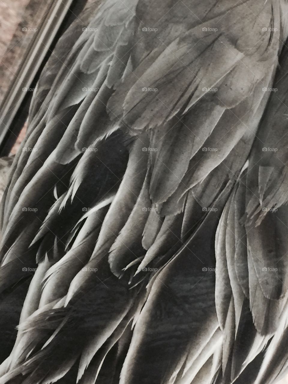 Feather Duck Texture 