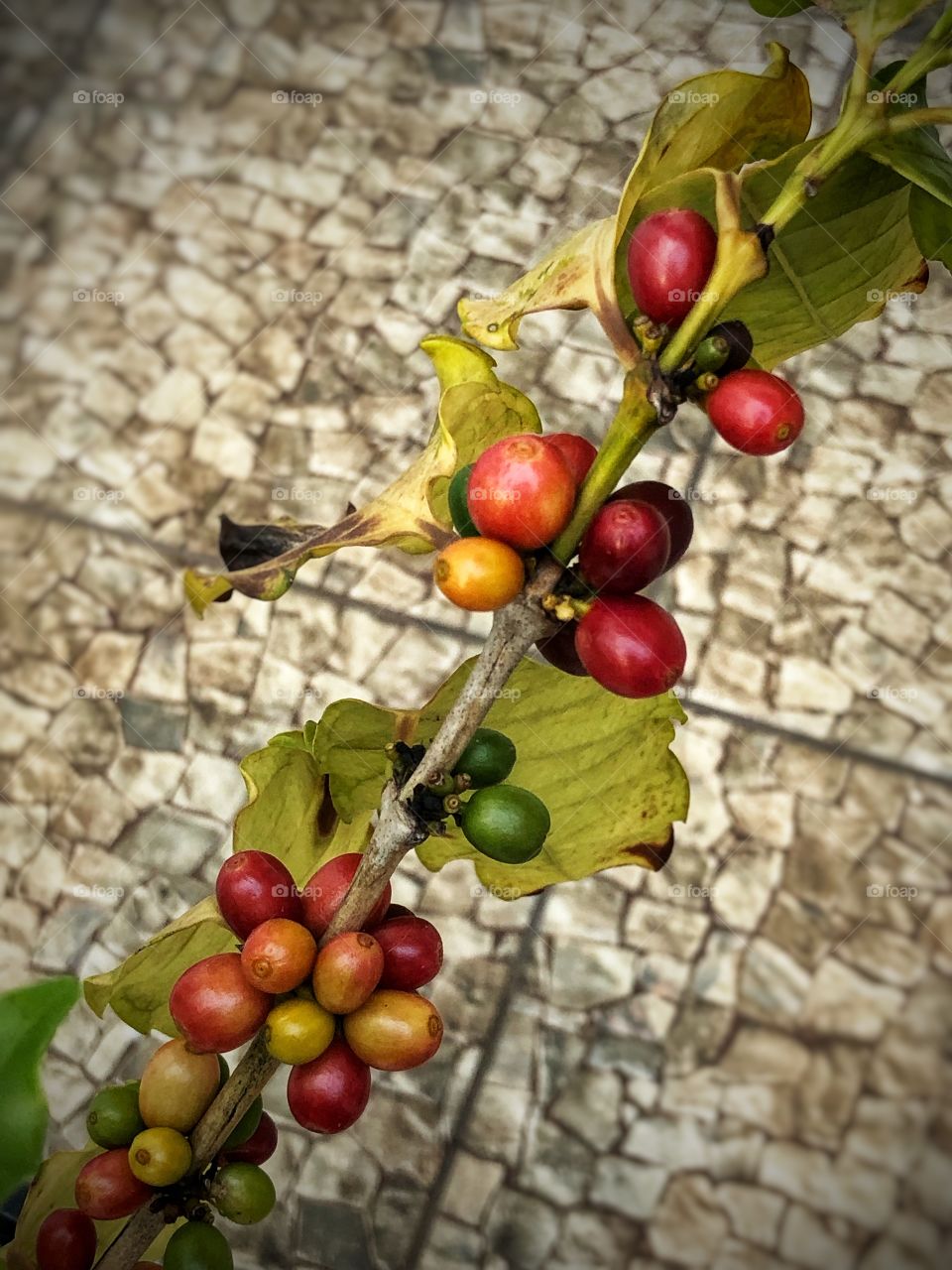 For someone who loves to drink coffee, it is fascinating to see it in the first stages: the flower, the small fruits, those fruits growing, becoming green and then red, tasting them and finding out it is sweet... From the coffee tree in my backyard.