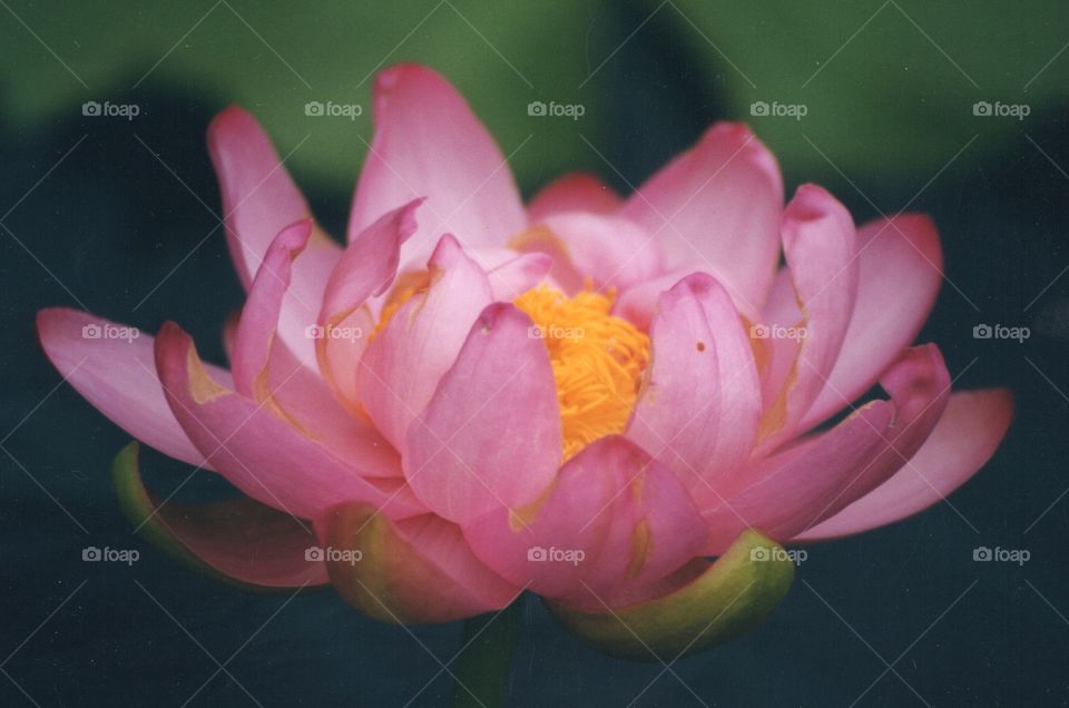 Pink Waterlily