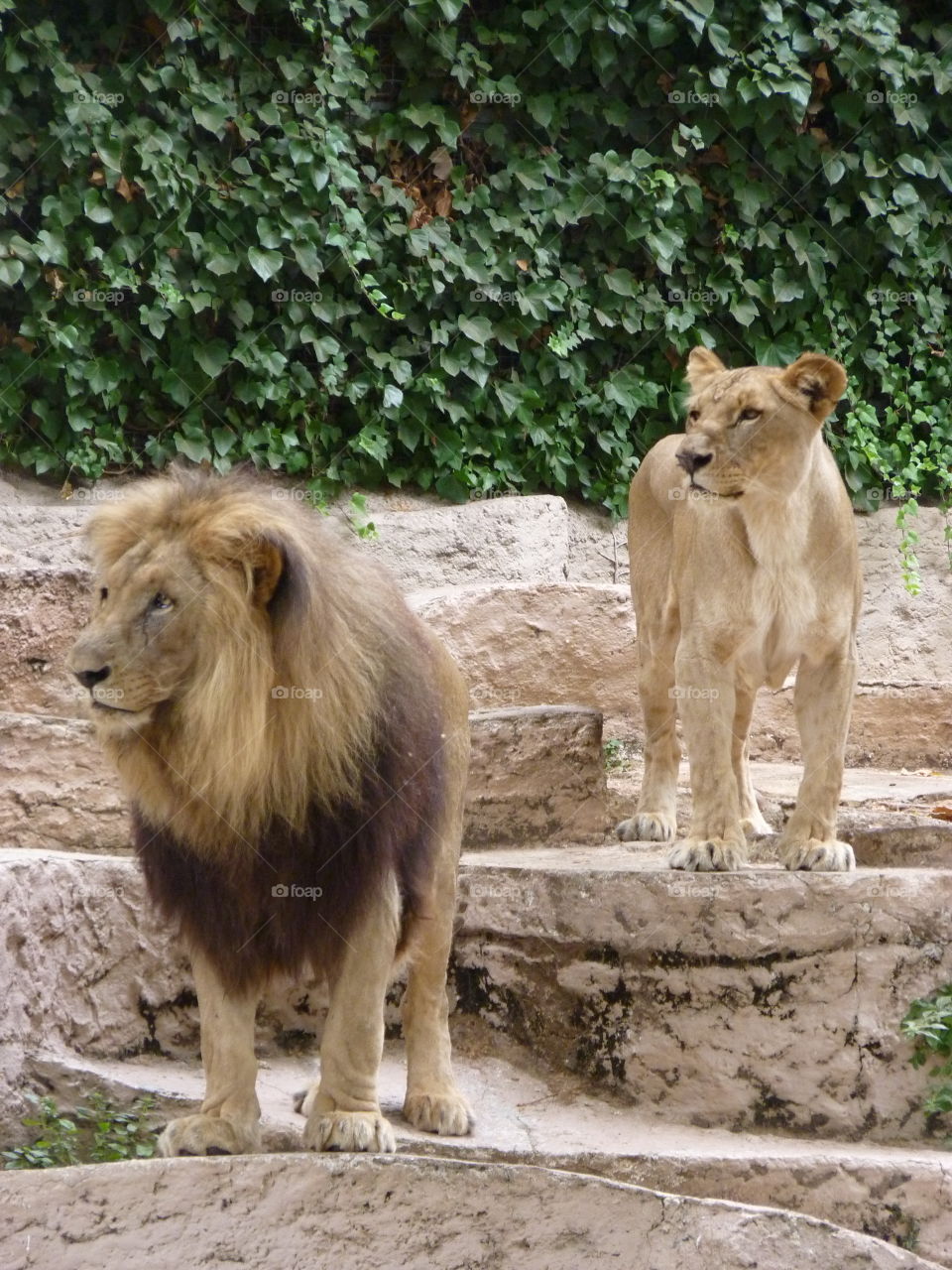 Majestic lion & lioness