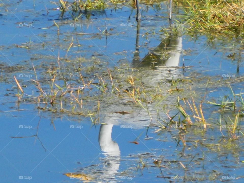 reflection of the heron