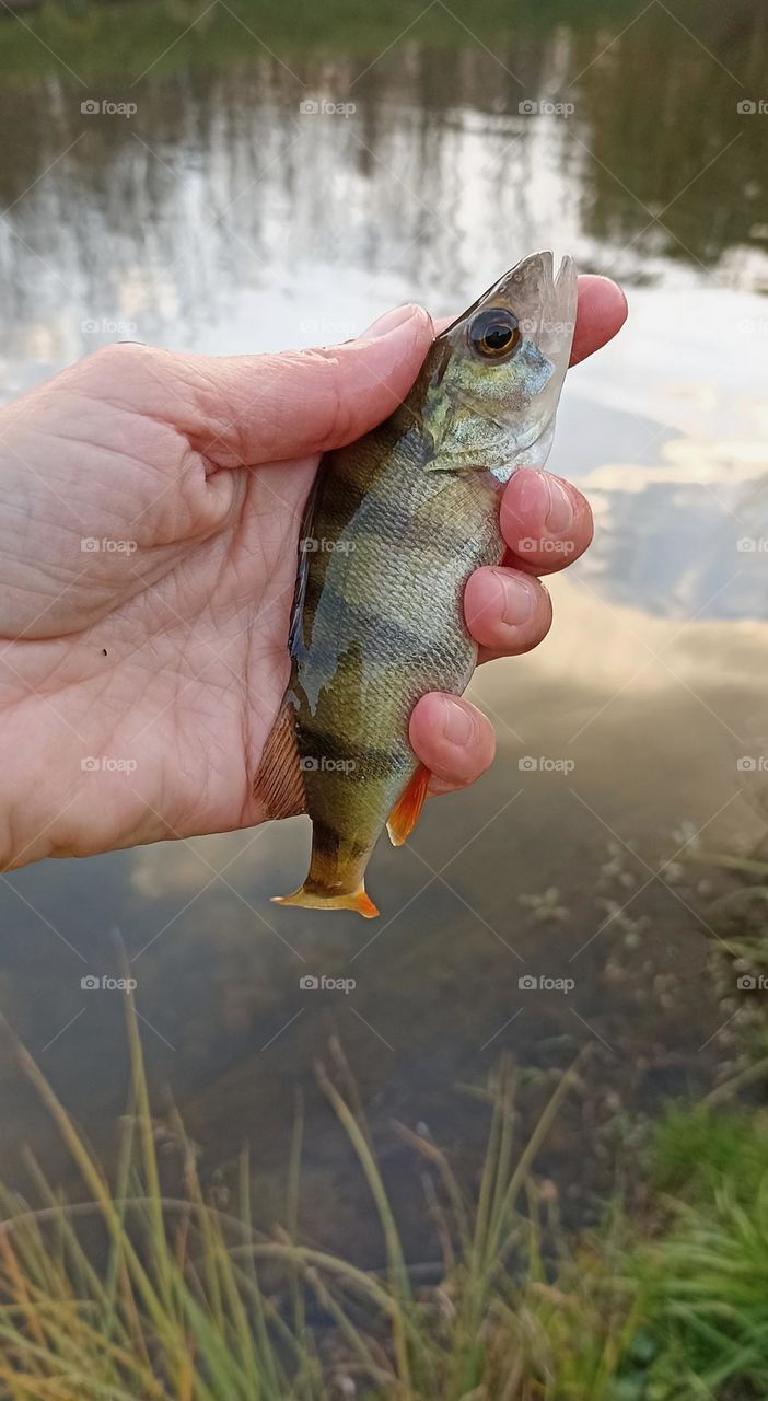 fishing fish in the hand