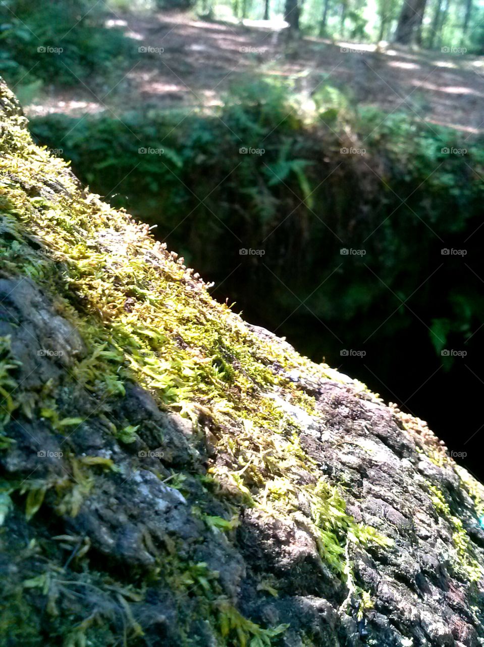 mossy roots