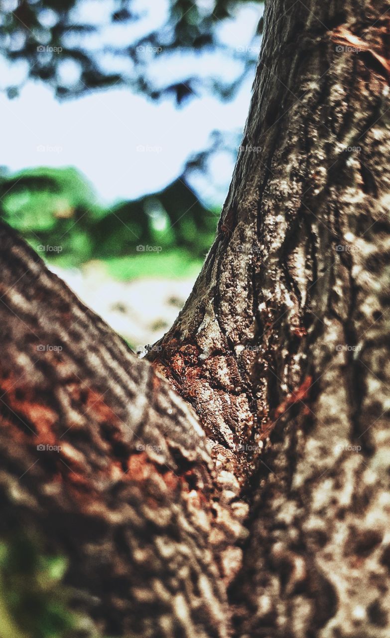 The ants on this tree