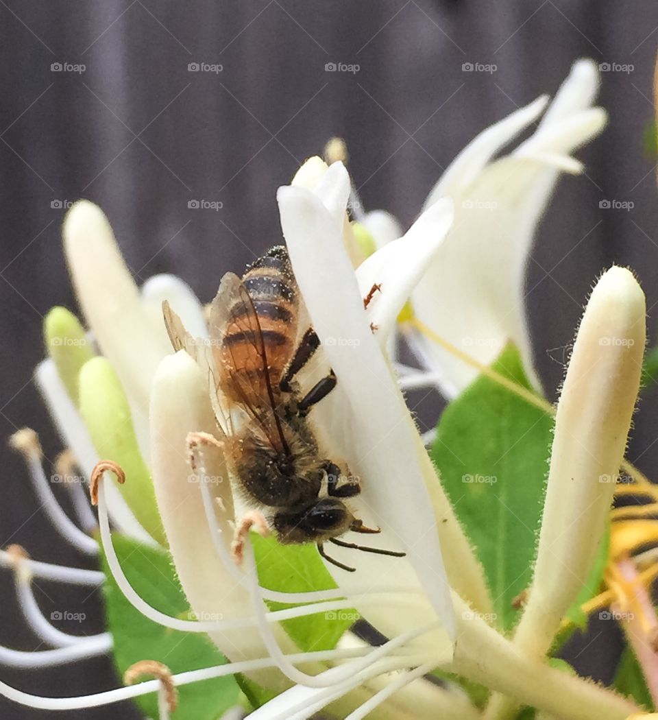 Bee working on honeycomb