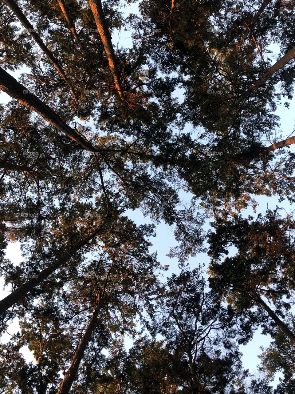 Upward photo of tall trees