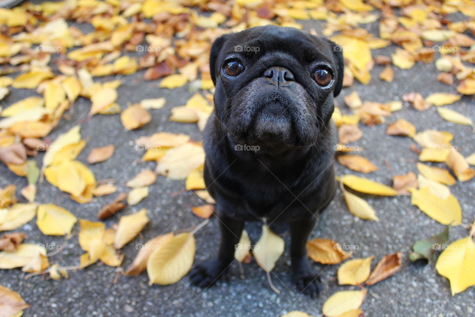 Cute pug watching 