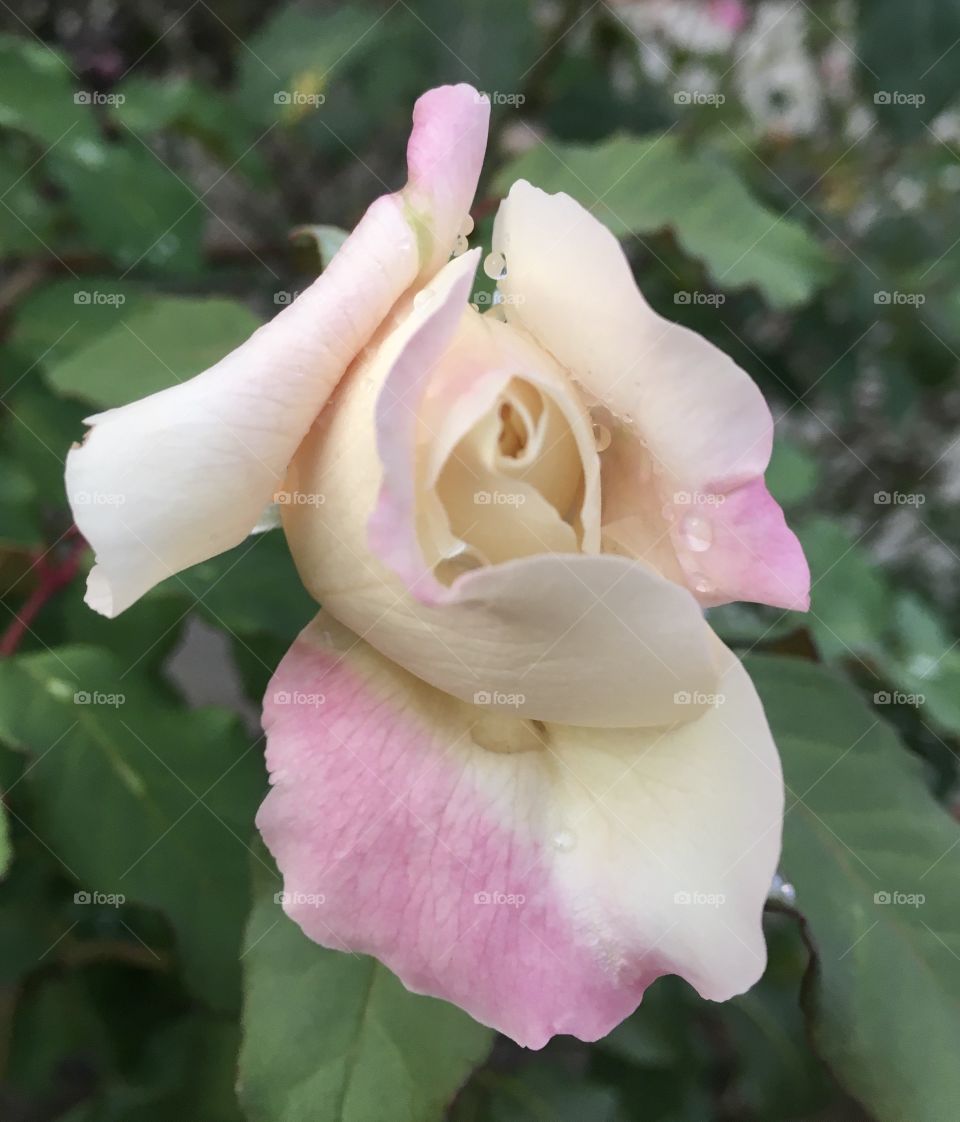 🌹 🇺🇸 Very beautiful flowers to brighten our day.  Live nature and its beauty. Did you like the delicate petals? / 🇧🇷 Flores muito bonitas para alegrar nosso dia. Viva a natureza e sua beleza. Gostaram das pétalas delicadas? 