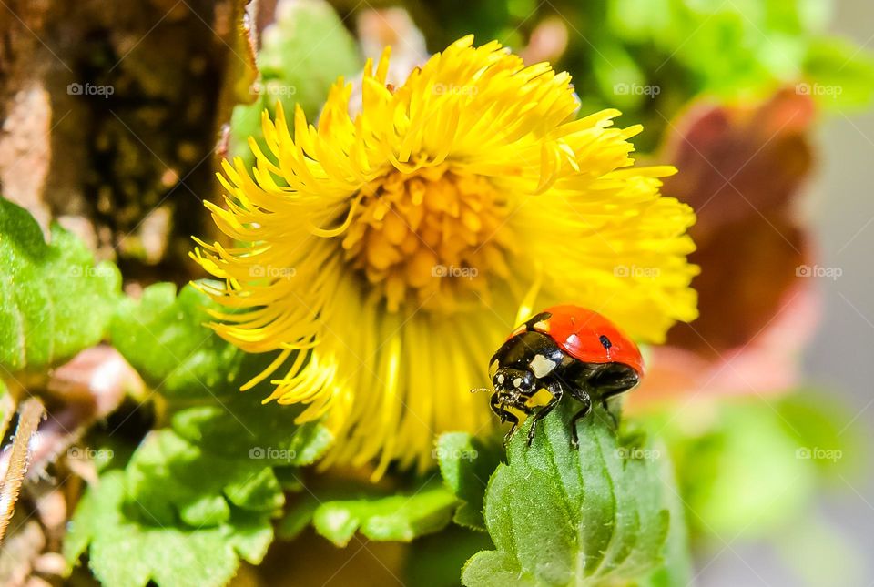 Ladybug