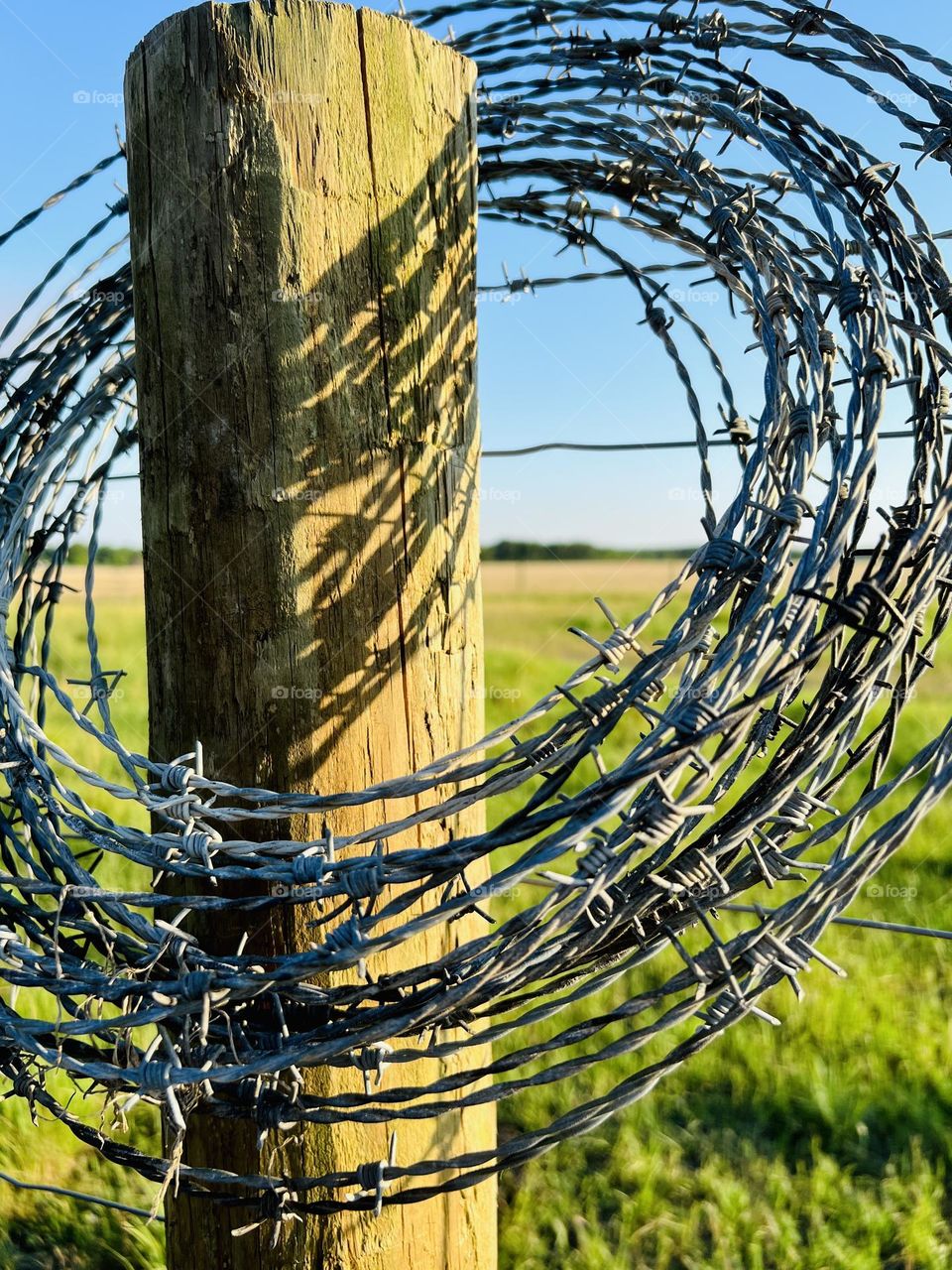 Circles of barbed wire hanging over a wooden fence post in a pasture.