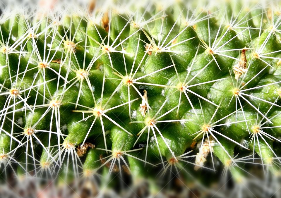 symmetry in cactus