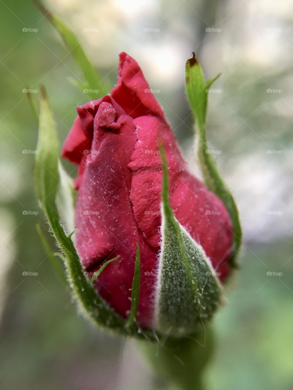 Flower head of red rose, macro photography 