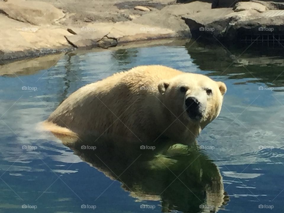 Polar bear in lake