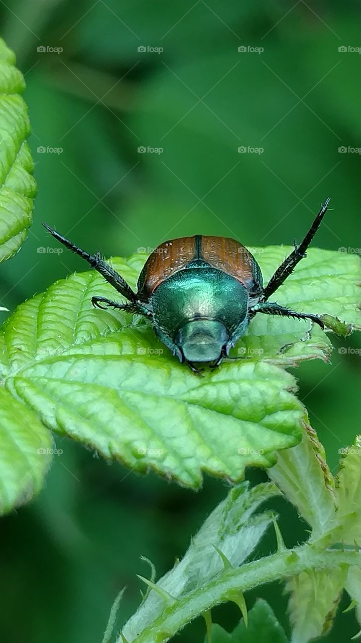 beetle