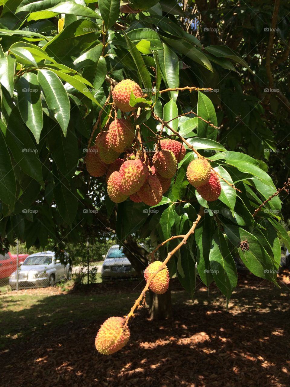 Lychee. Lychee fruit hanging from trees