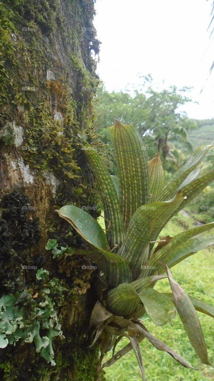 PFLANZENWELT GARTEN Bromelienblätter