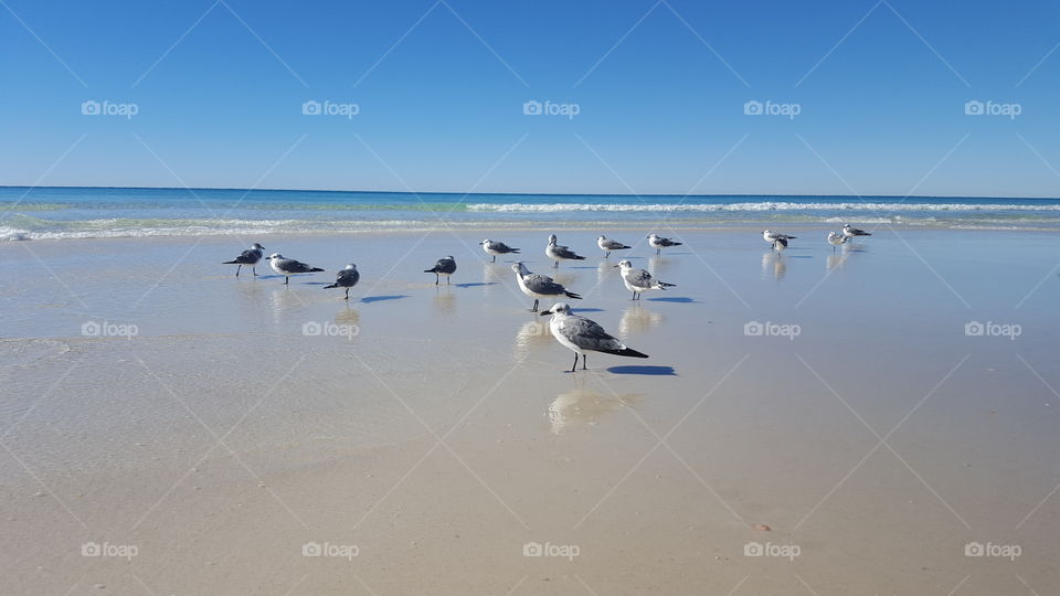 Birds on the Beach