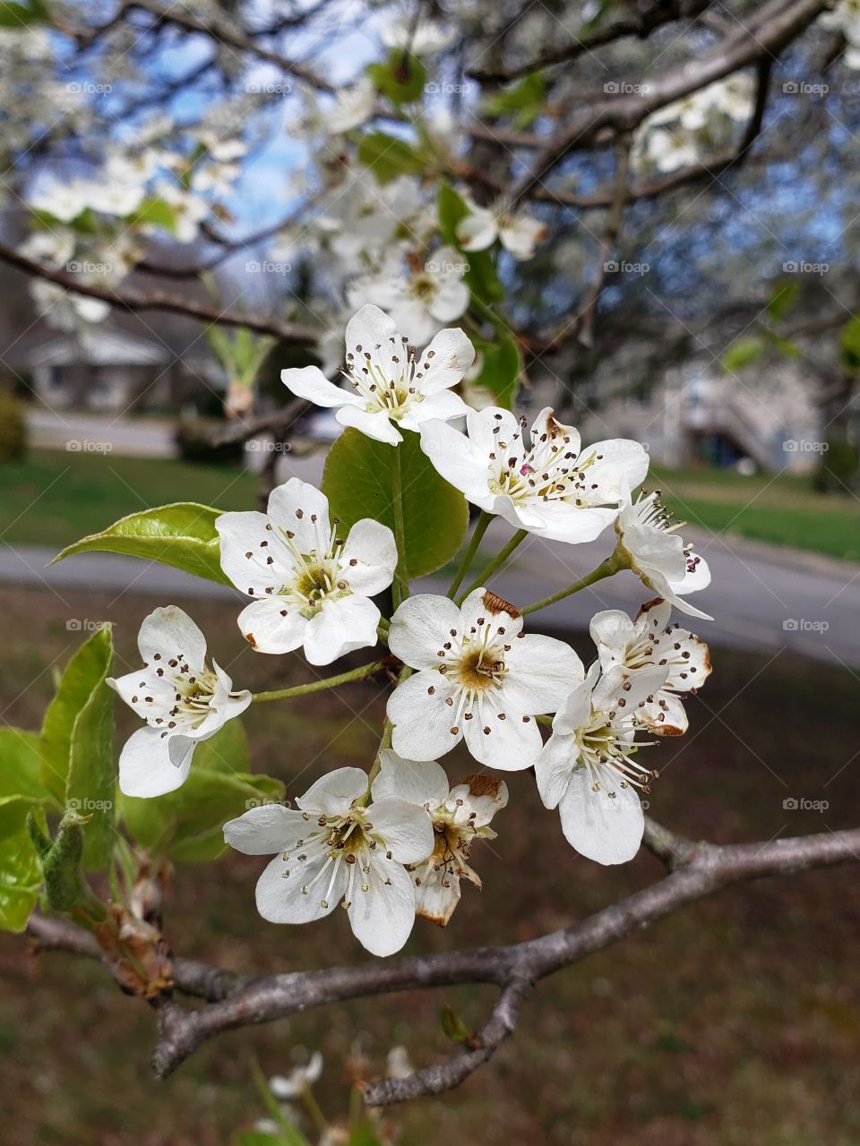 Beautiful Bartlett pear tree