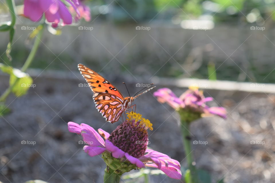 Flower Power in Purple