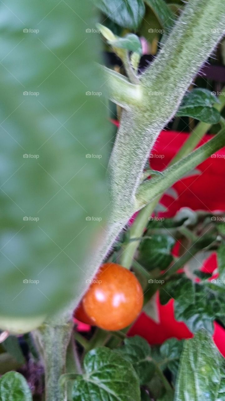 Tomato plant red