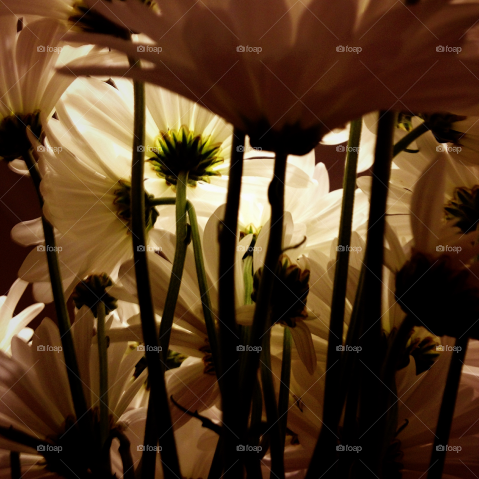 flowers flower daisy floral by vintageseason