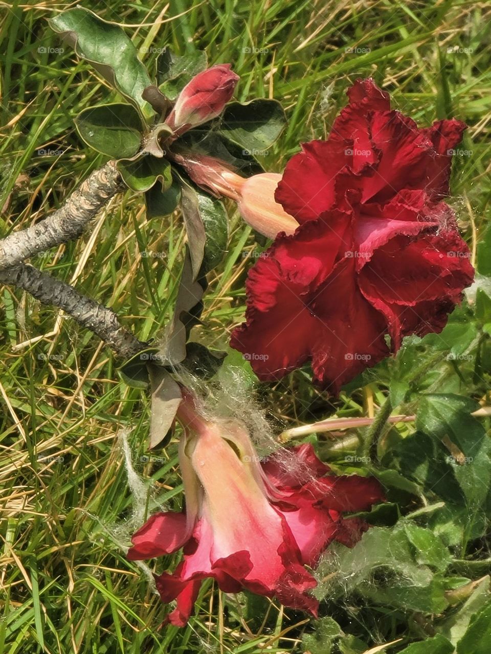 Desert rose blooms