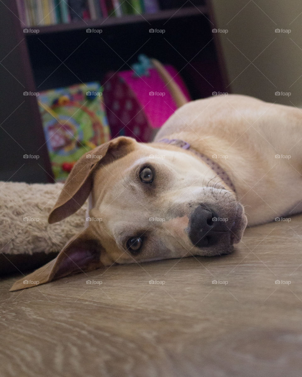 Tazzy lounging all cute like