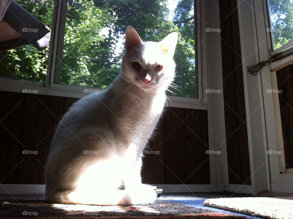 light white shadow cat by evesevere