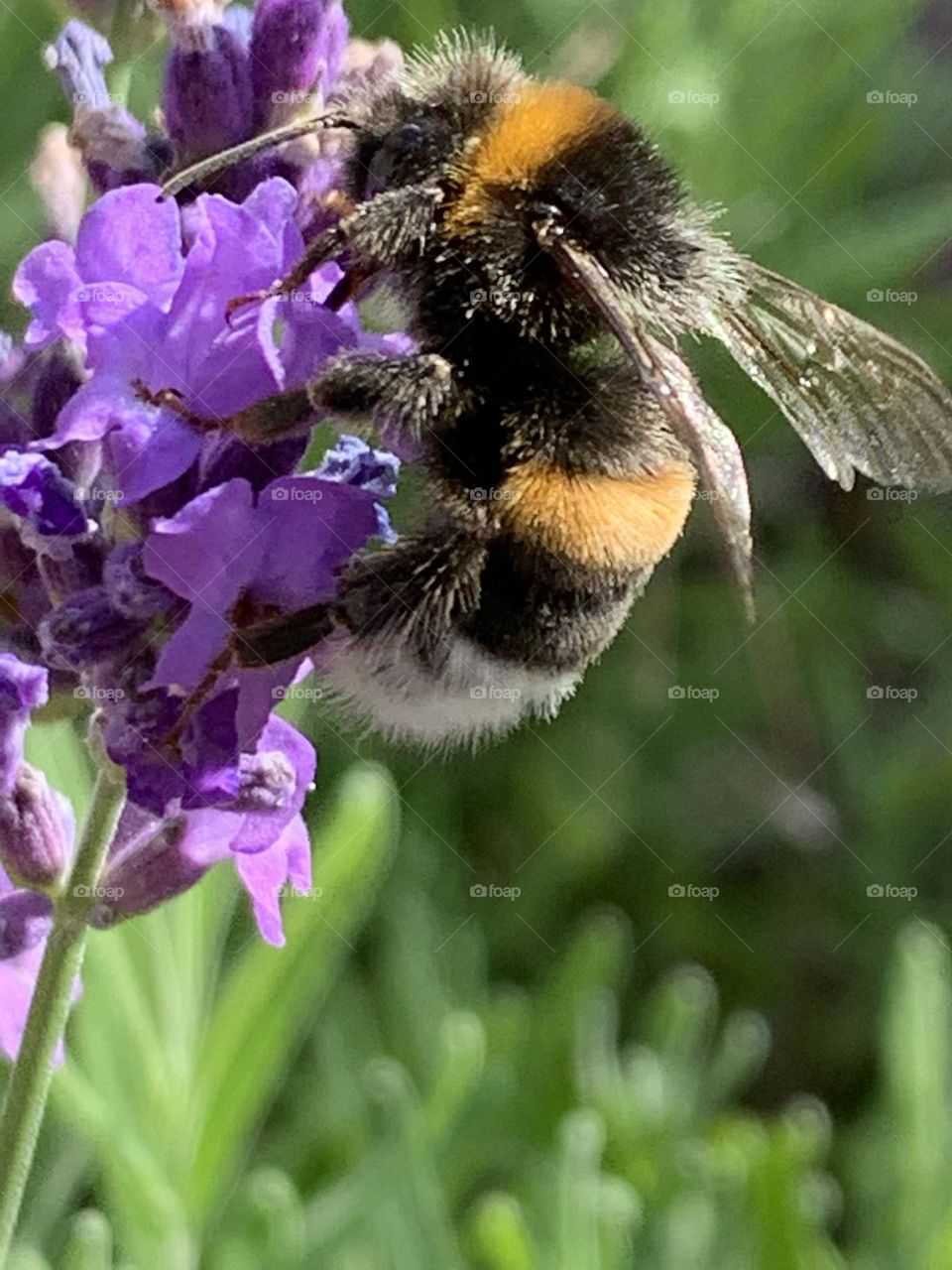 Bumblebee loving lavender 