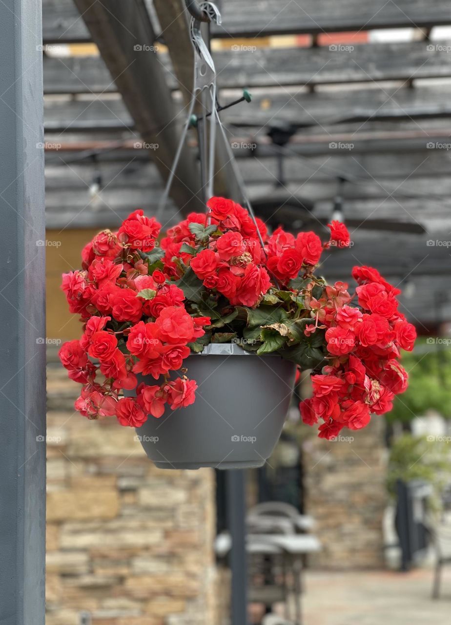 Bush of blooming red geraniums in the pot