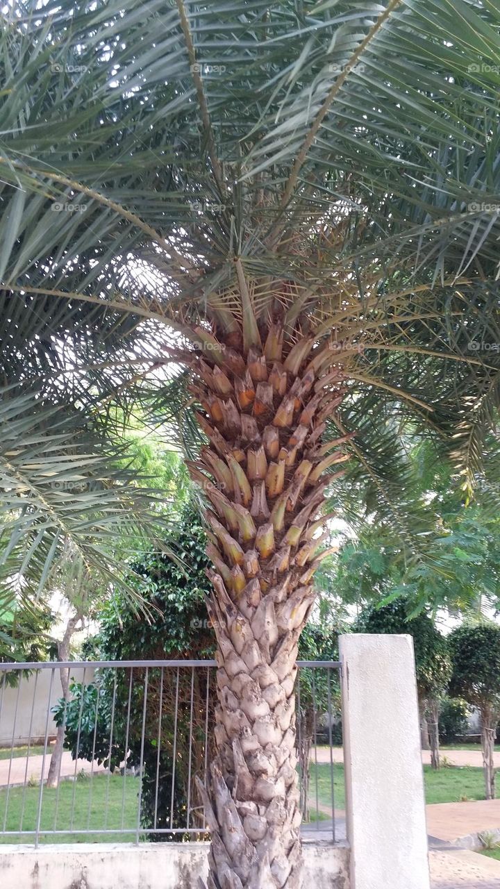 date palm